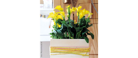 PFLANZE DES MONATS FEBRUAR: CALLA