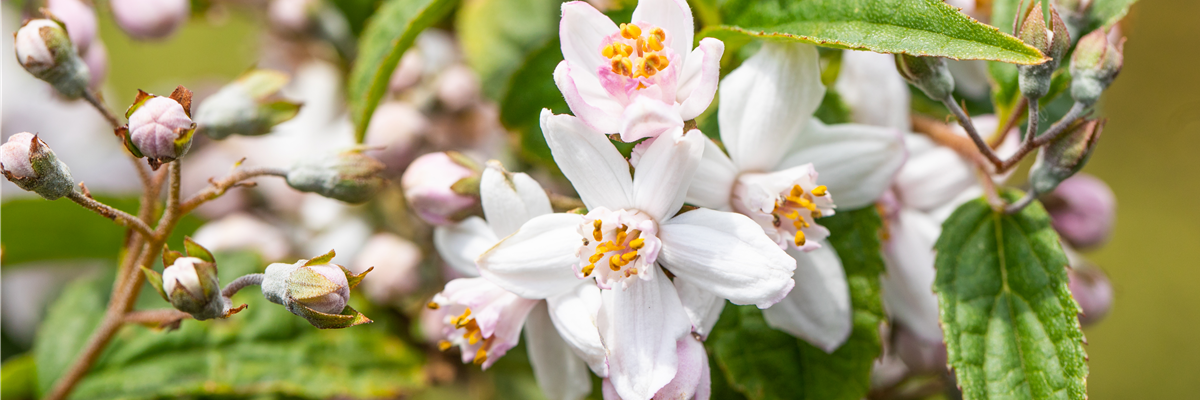 Deutzia x hybrida 'Mont Rose'