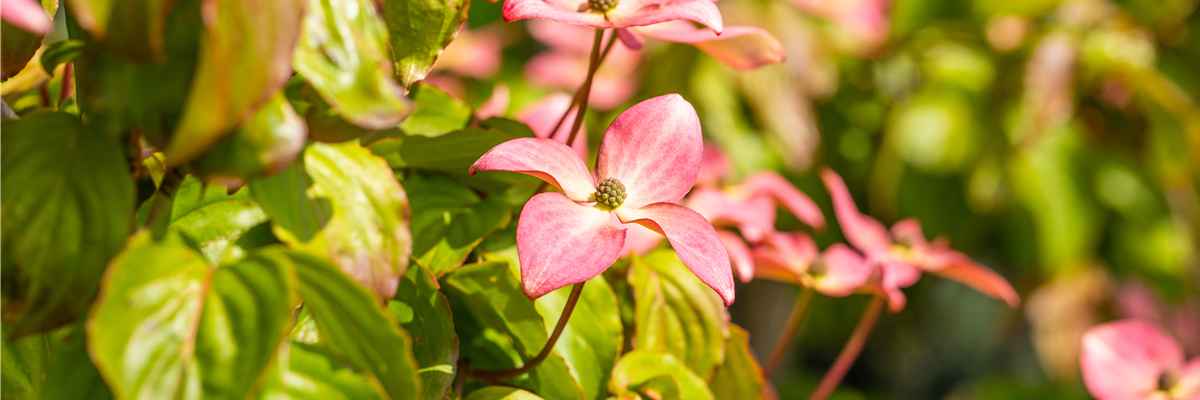 Cornus kousa 'Satomi'®