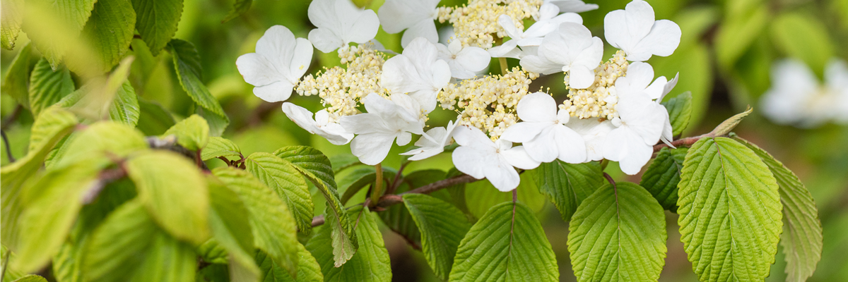 Viburnum plicatum 'Watanabe'