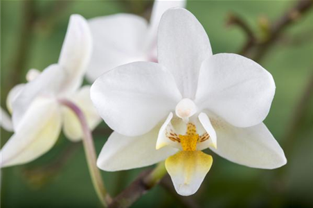 DAS GROSSE ORCHIDEEN EINMALEINS!