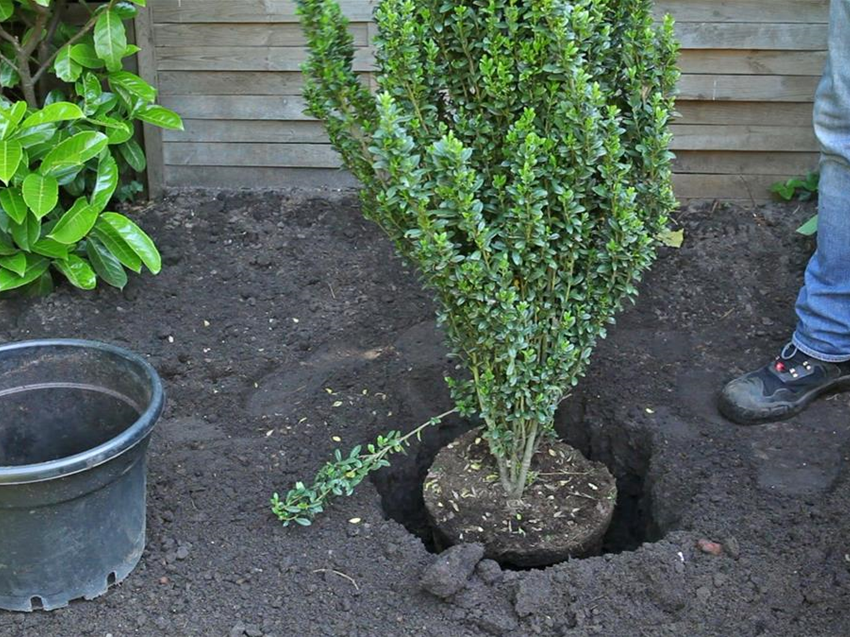 Stechpalme - Einpflanzen im Garten