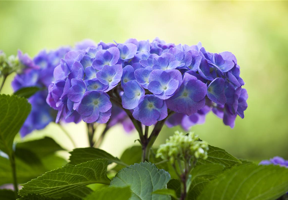 DIE HORTENSIE - DER SCHöNE GARTENKLASSIKER