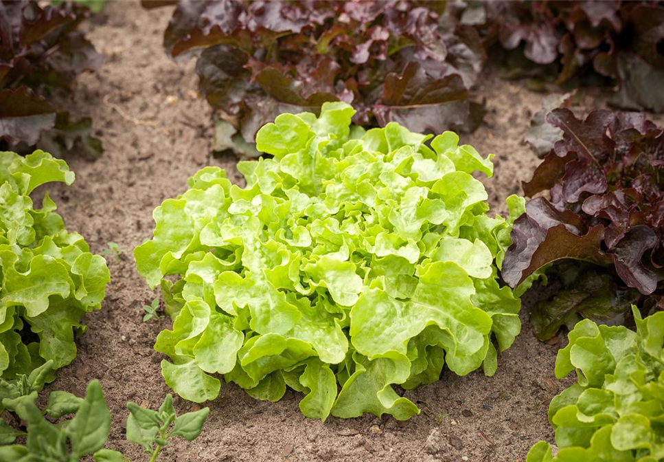 DA HABEN WIR DEN SALAT