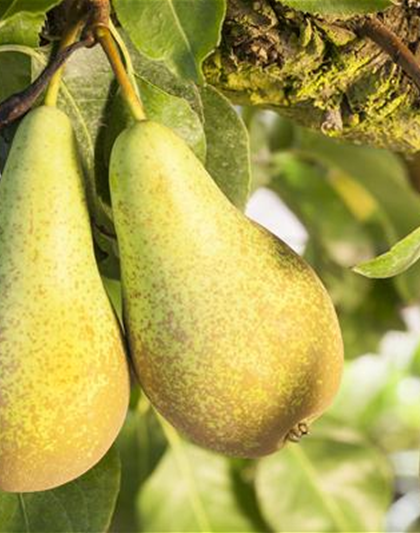 OBSTGARTEN FÜR KINDER